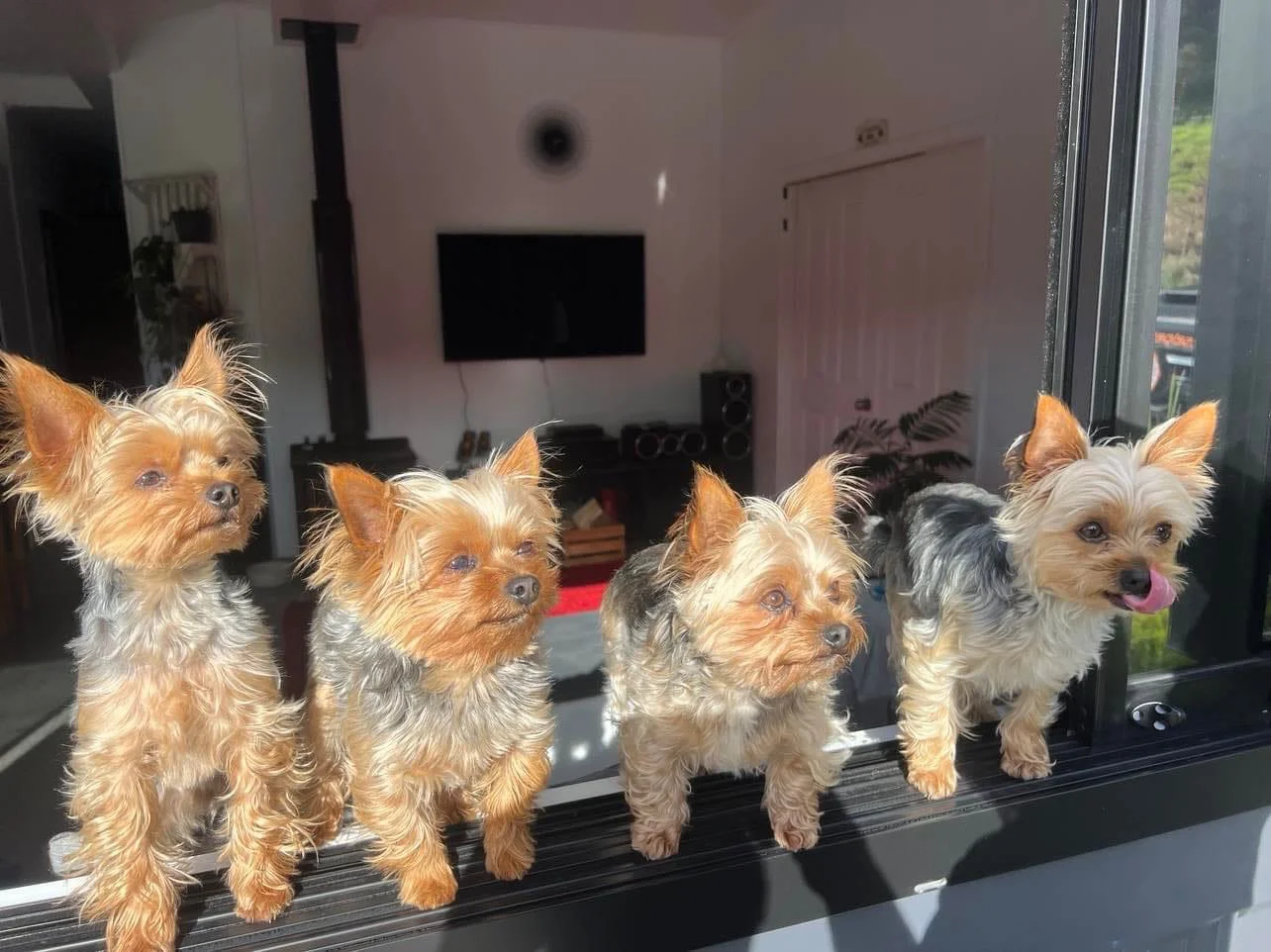 Yorkshire Terrier Family